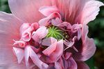 罂粟花