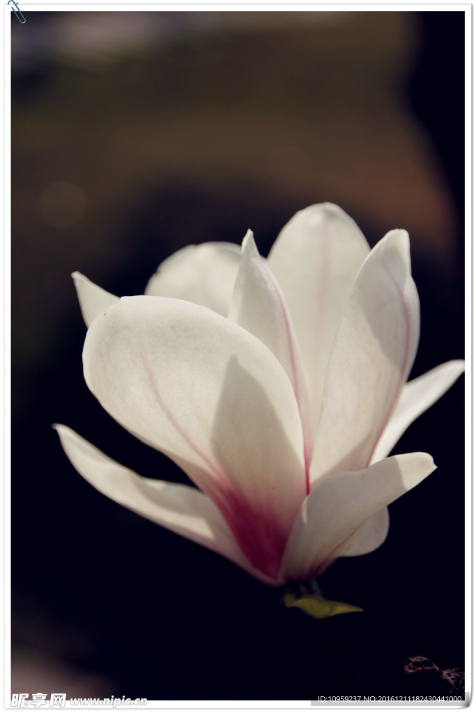 玉兰花