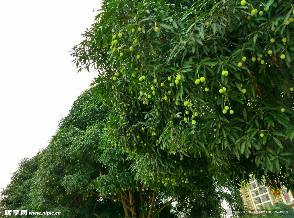 路边芒果树