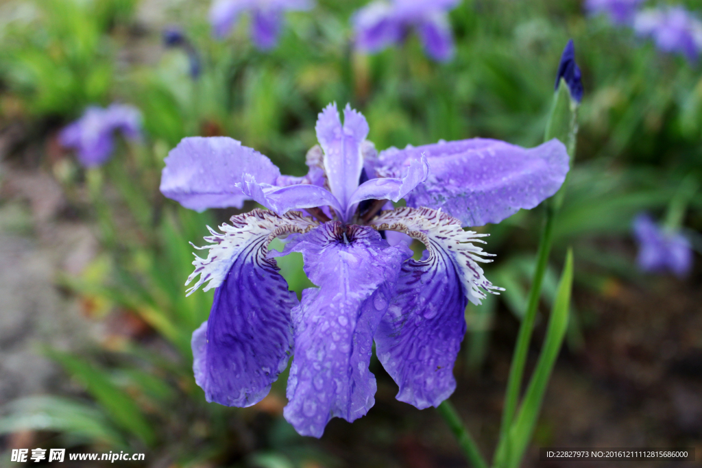 紫兰花