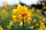 黄花菜