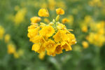 黄花菜