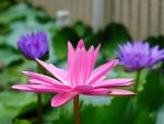 莲花