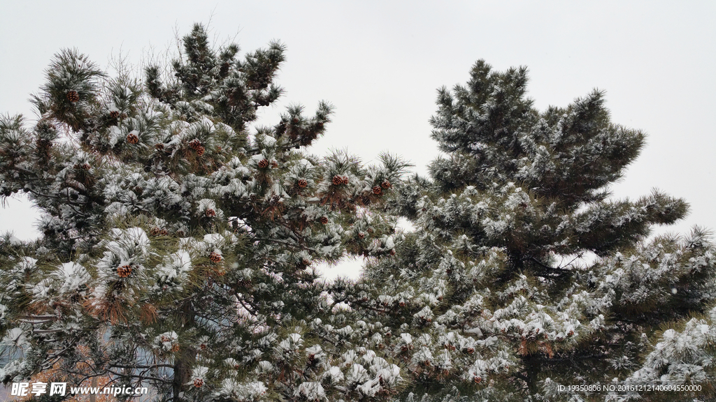 冬天松树枝叶上的雪