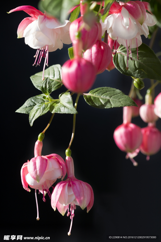 石榴花