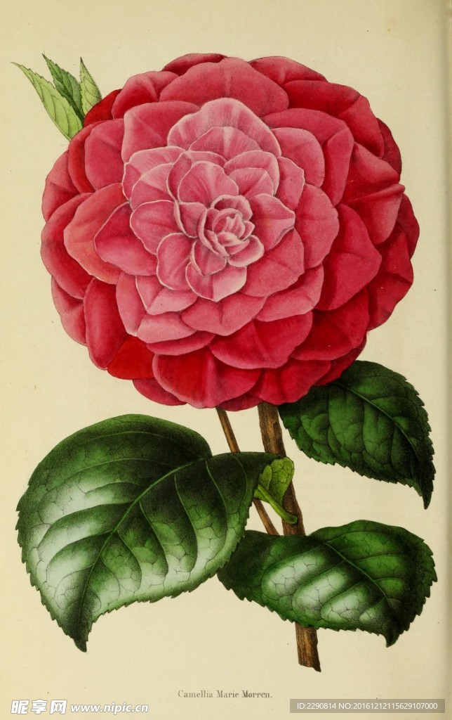 绘画花卉
