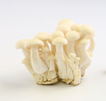蘑菇白玉菇