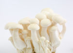 蘑菇白玉菇