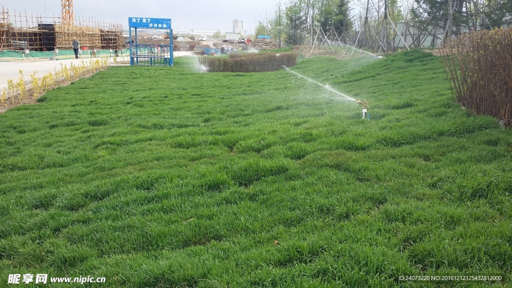 草地