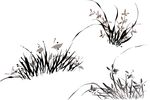 兰花