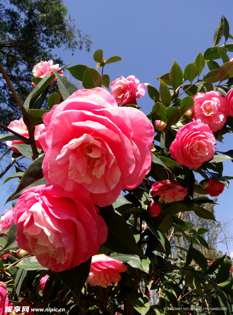 杜鹃花  花 牡丹花   粉色