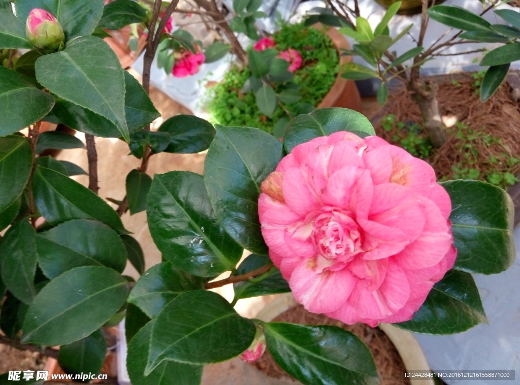 杜鹃花  花 牡丹花   粉色