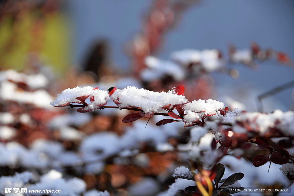 初雪