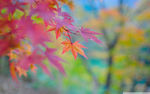 红枫叶