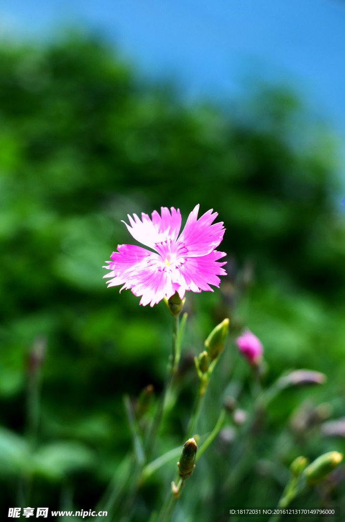 花
