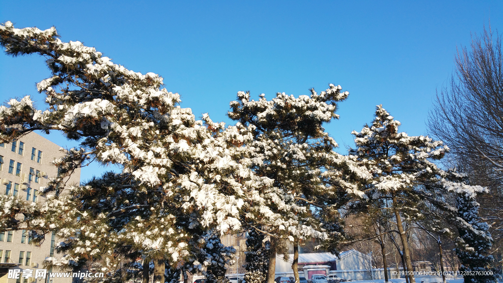 冬天松树枝叶上的雪