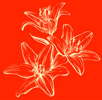 盛开的百合花