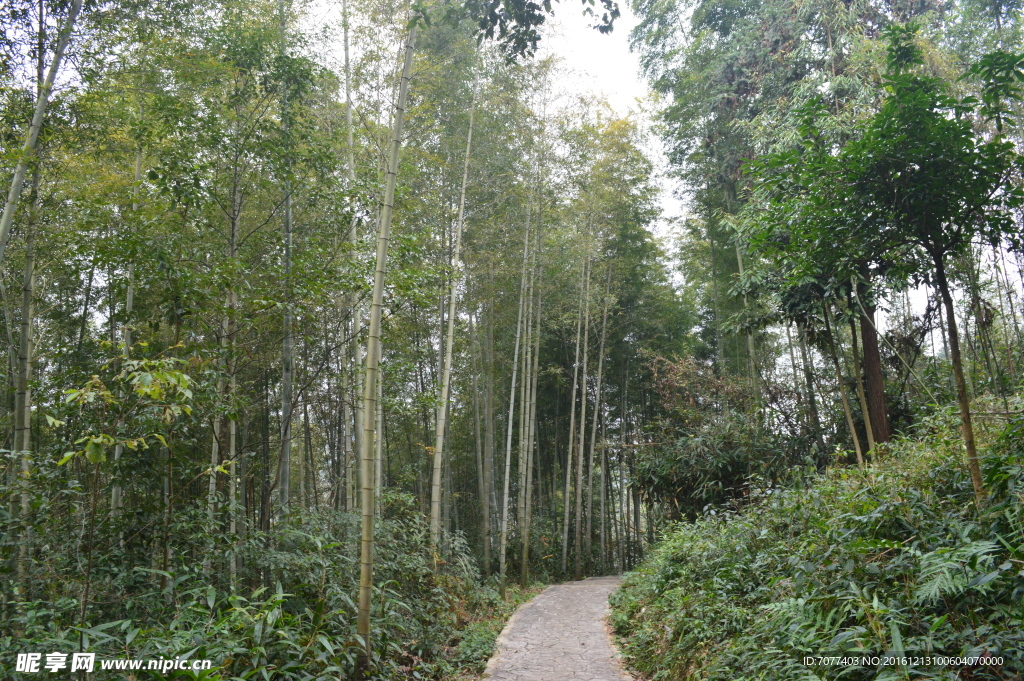 乡间竹林风景实拍素材