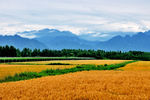 西安环山路风光