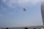 海鸥