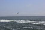 海鸥