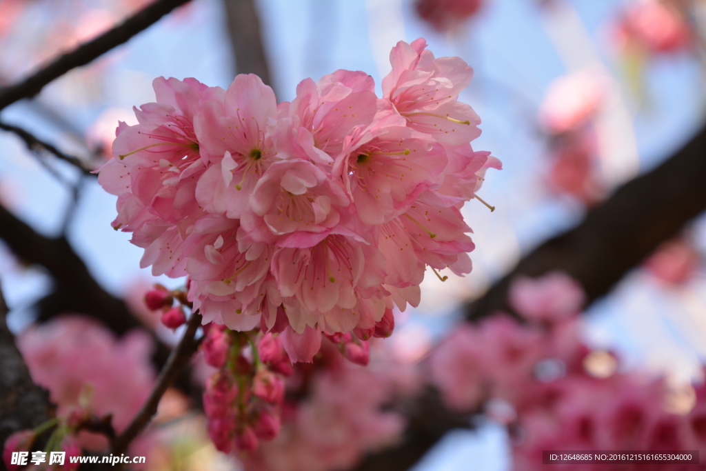 梅花