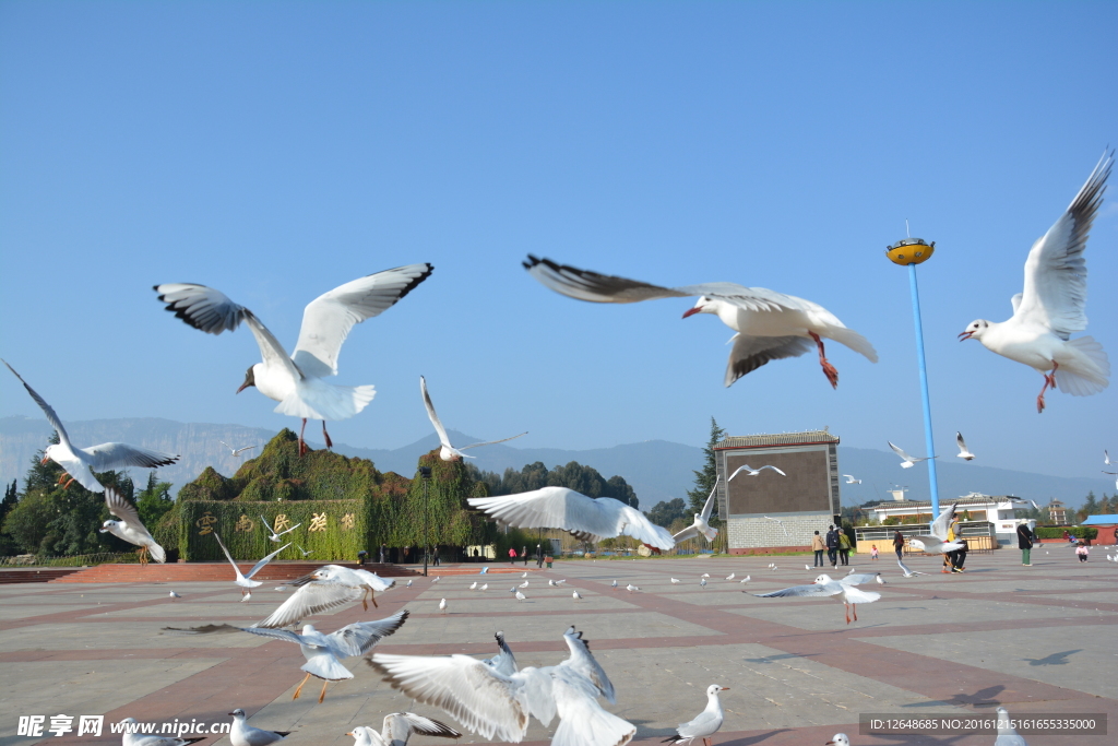 鸽子 广场