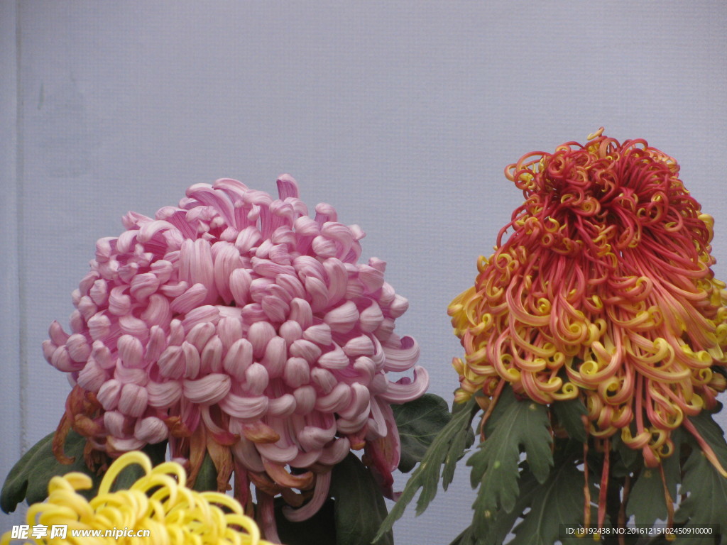 菊花