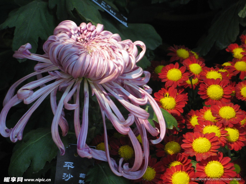 菊花