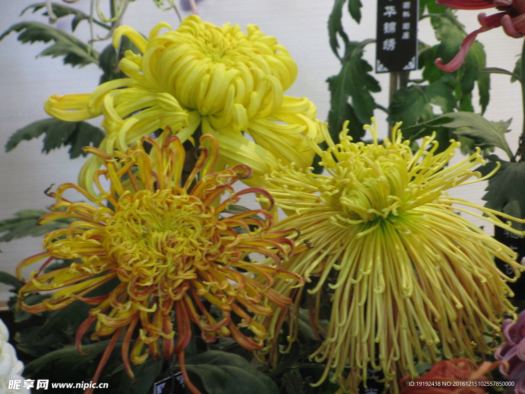 菊花