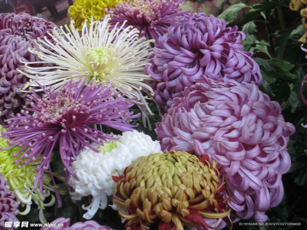 菊花