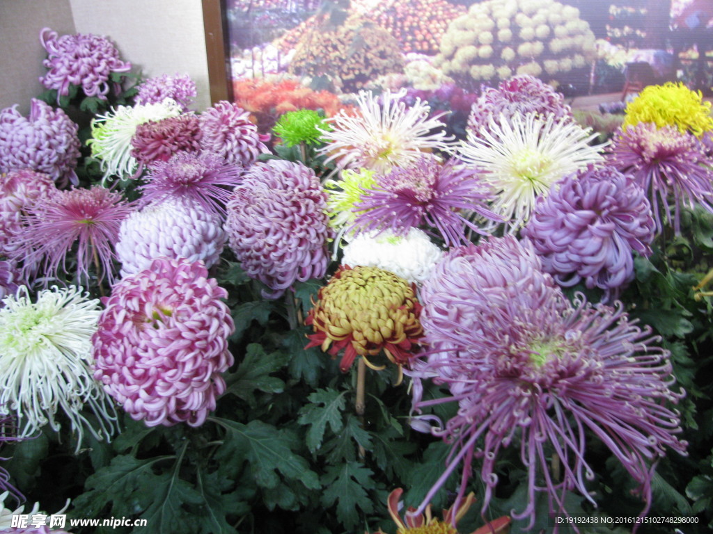 菊花