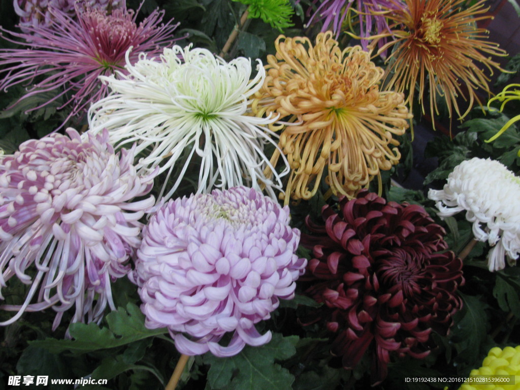 菊花