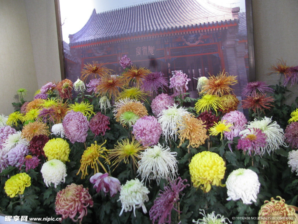 菊花