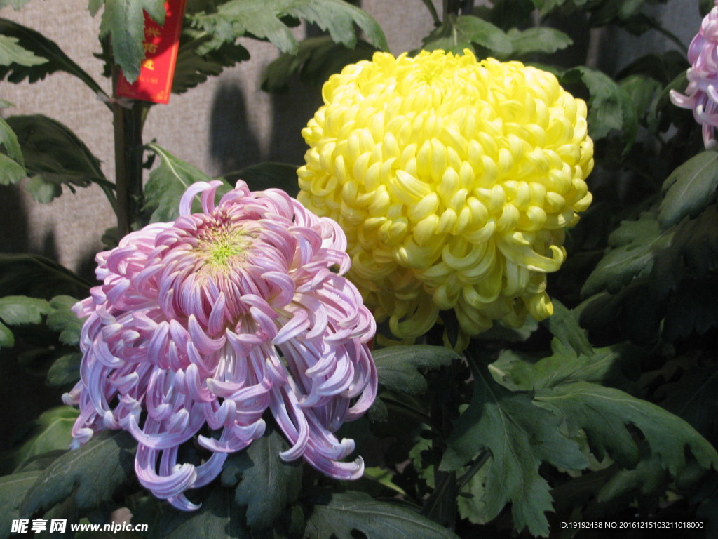 菊花