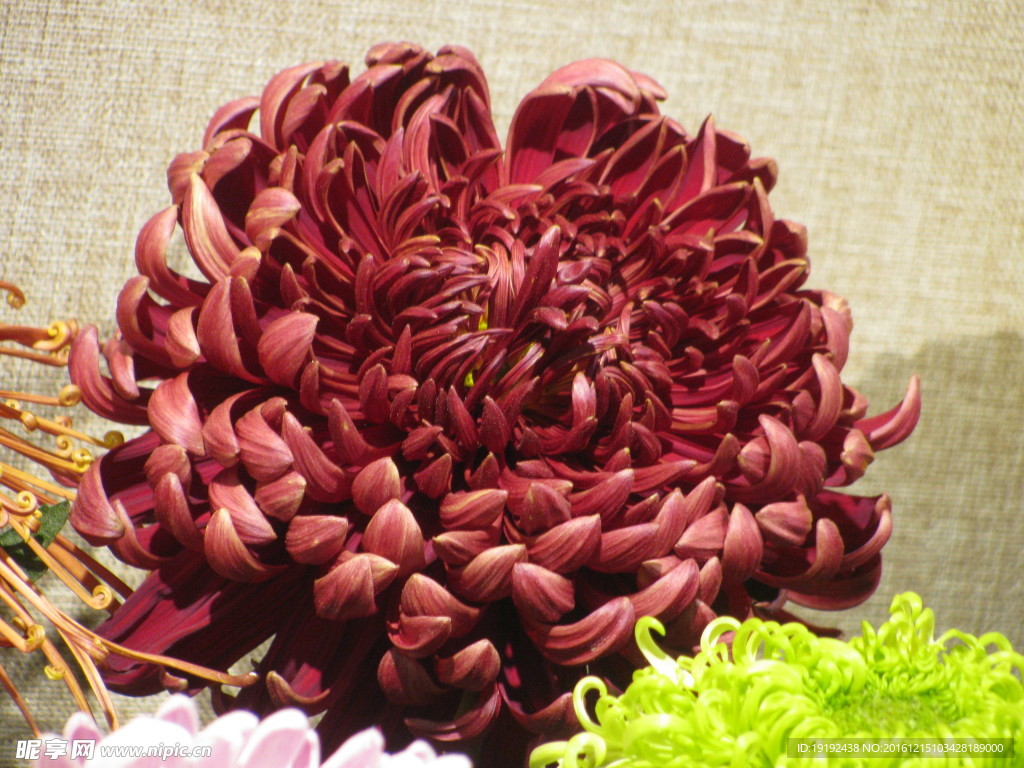菊花