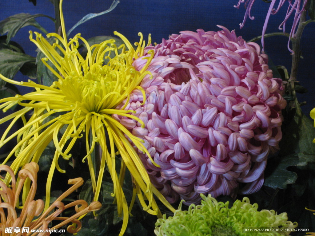 菊花