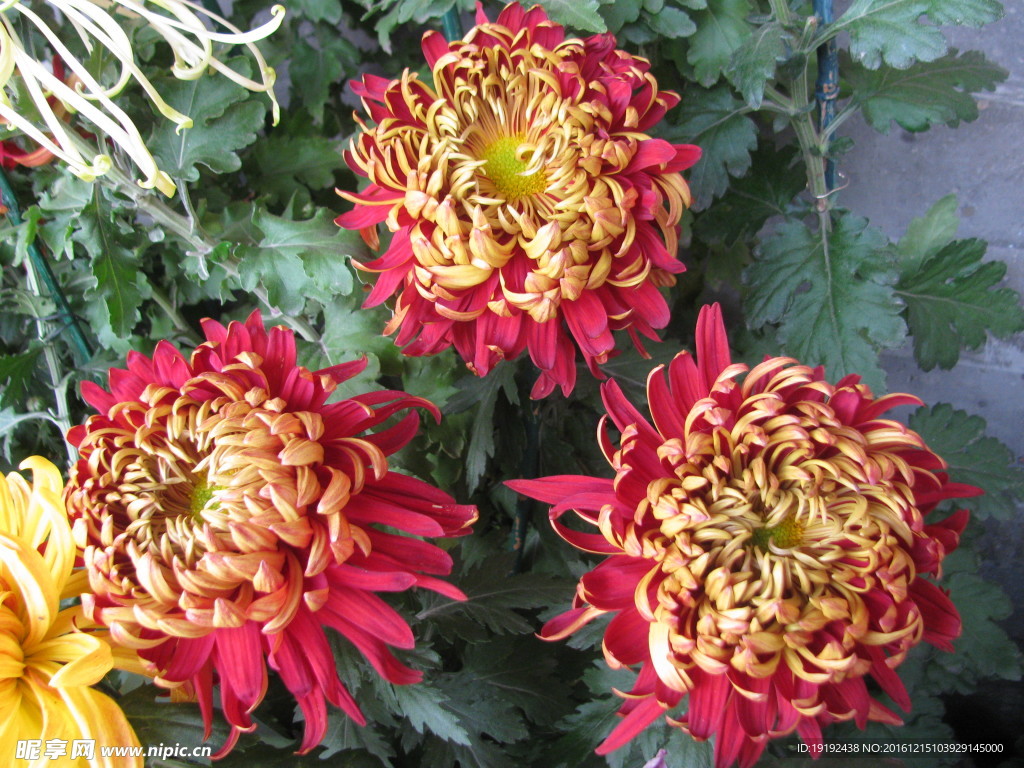 菊花