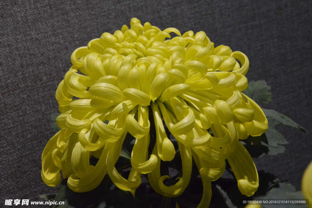 菊花