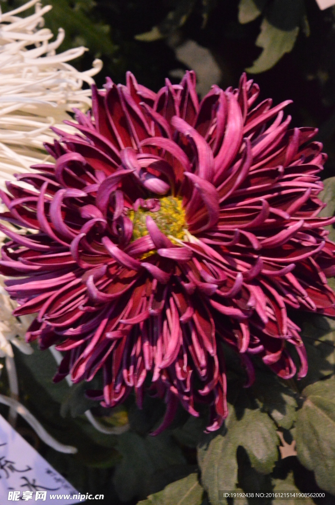 菊花