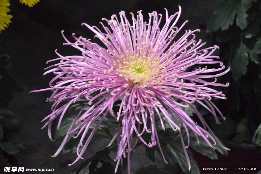 菊花