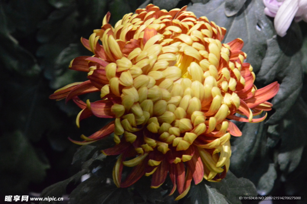 菊花