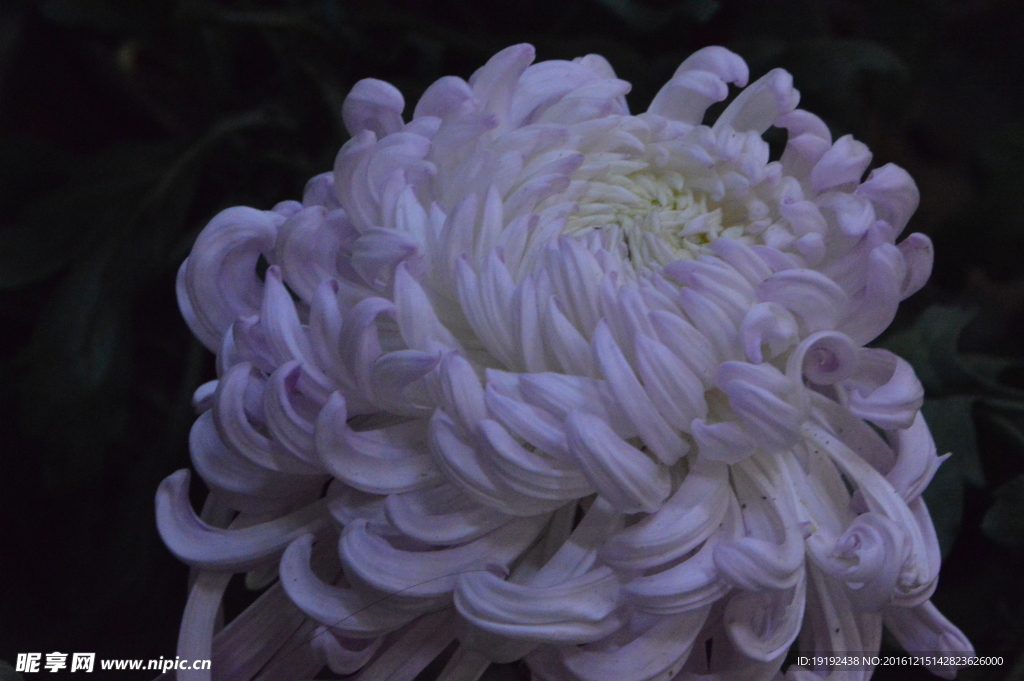 菊花