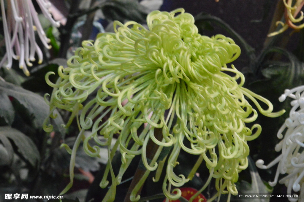 菊花