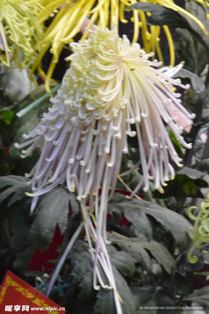 菊花