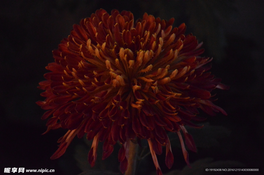 菊花