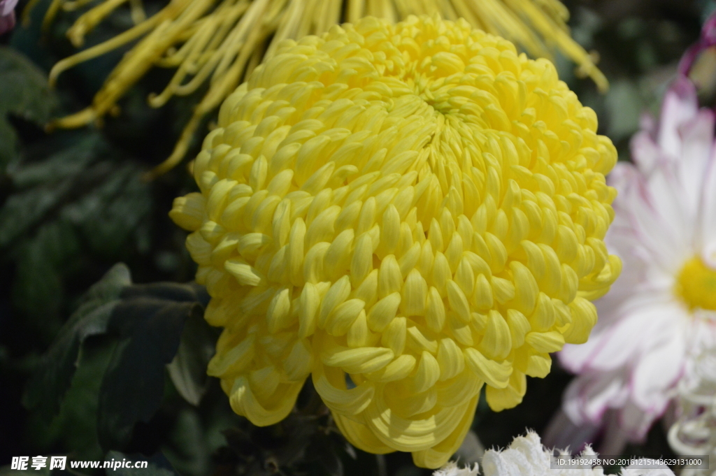 菊花