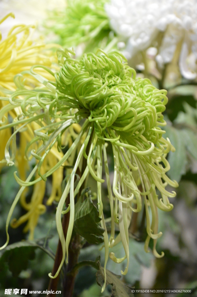 菊花
