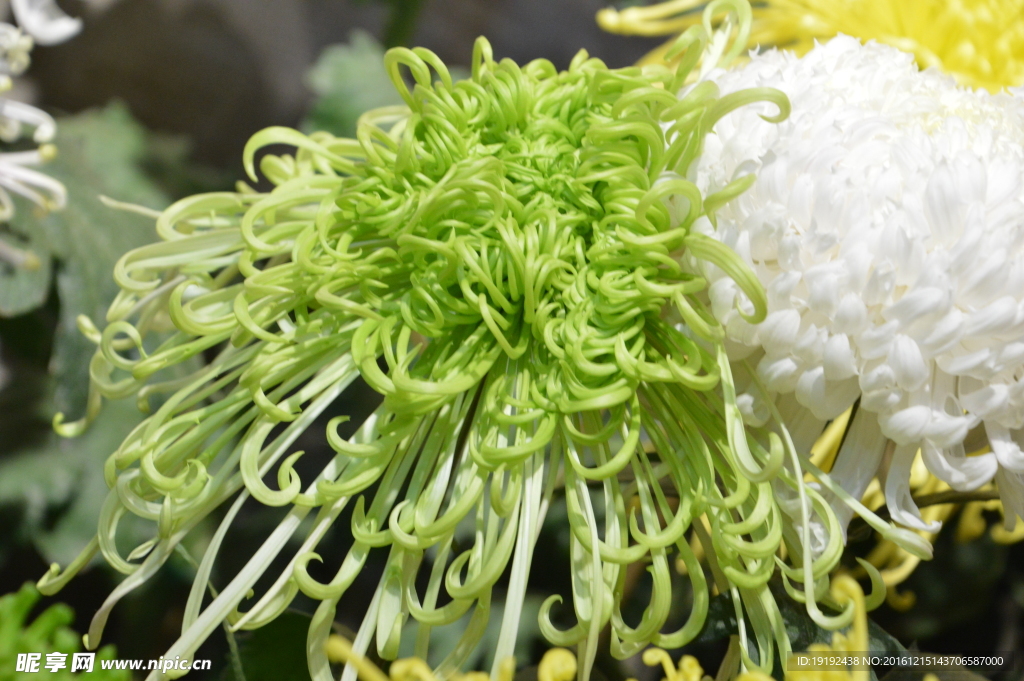 菊花