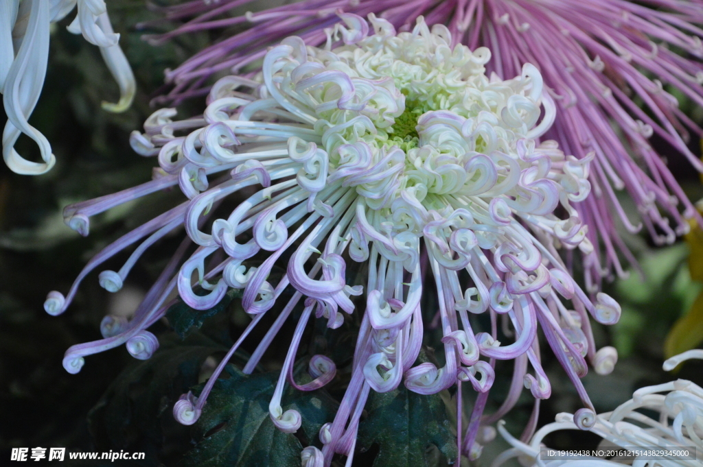菊花